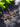 Peridot, Rhodolite and Ruby Vine Earrings, Solid 10K Yellow Gold
